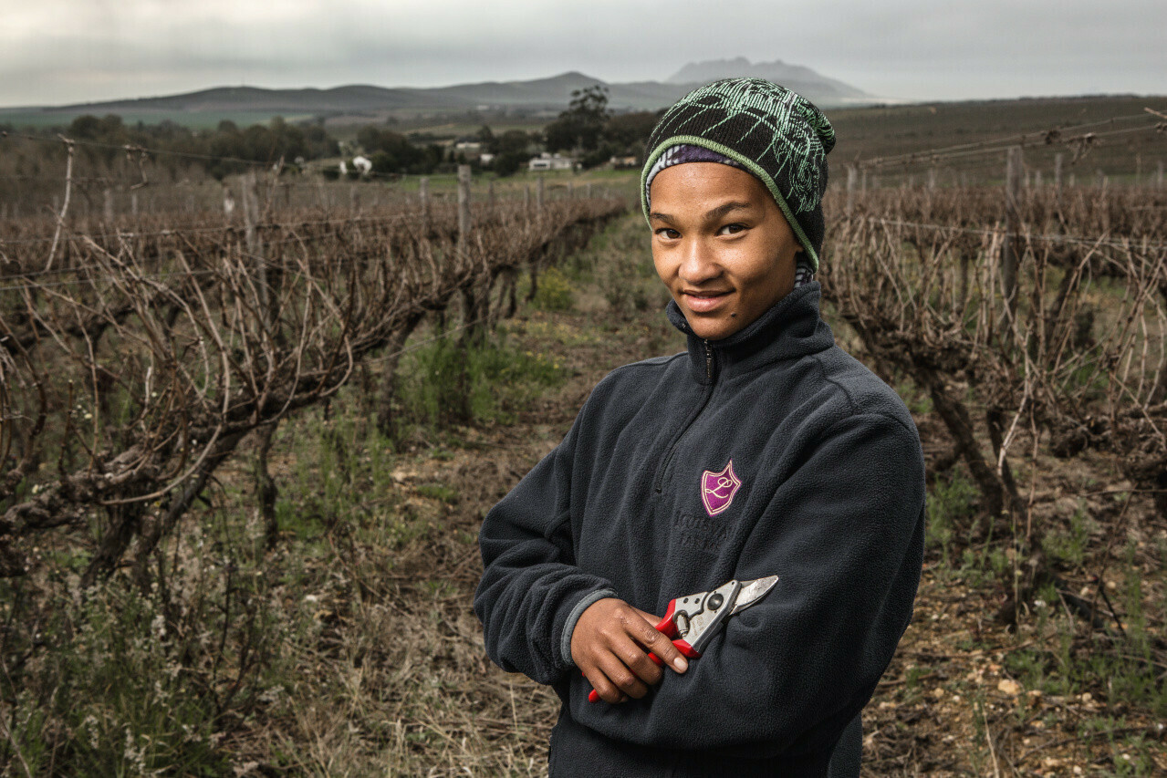 Felco 6 Ψαλίδι Κλαδέματος - Image 5