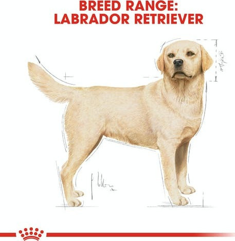 Royal Canin Adult Labrador Retriever - Image 6