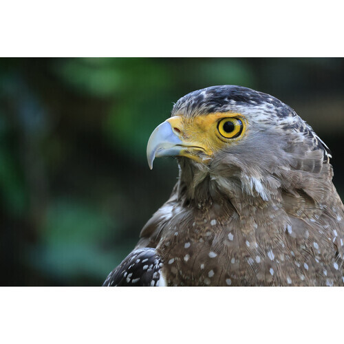 Canon RF-S 55-210mm F/5-7.1 IS STM Full Frame για Canon RF Μount - Image 8