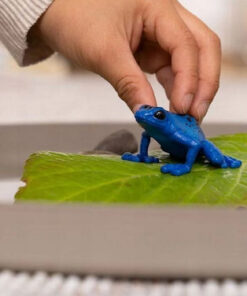 Alternative view of Schleich-S Παιχνίδι Μινιατούρα Blue Poison Dart Frog για 3-8 Ετών 5.5εκ. 14864